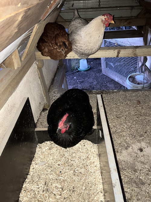 Three chooks in a coop!